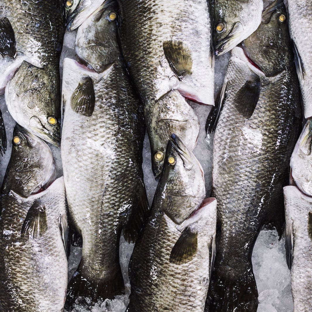 Australis Barramundi_Group_Of_Fish_Featured_Image