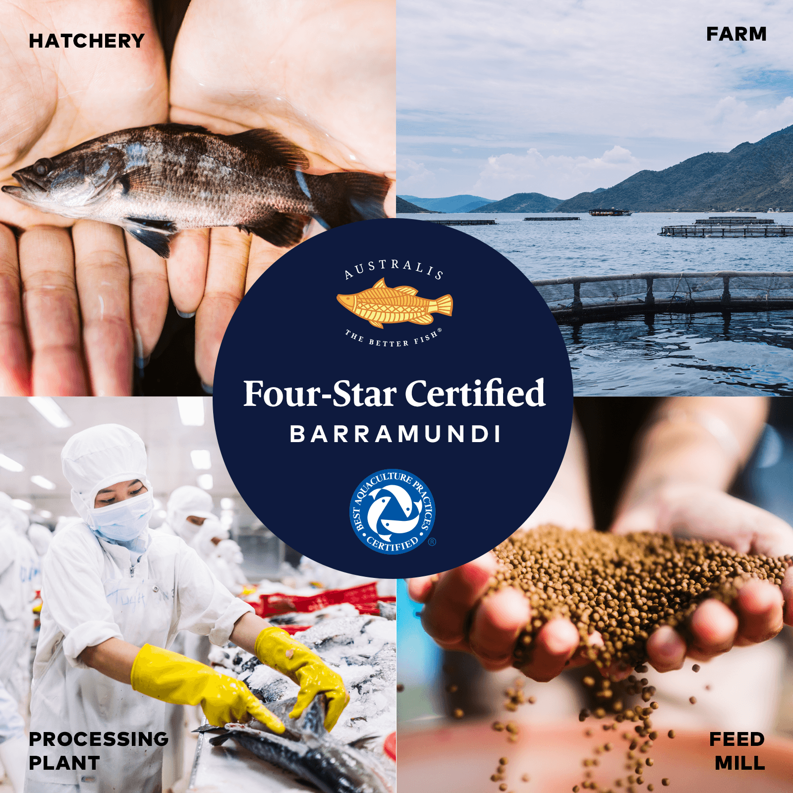 Australis Barramundi BAP 4-Star Certification