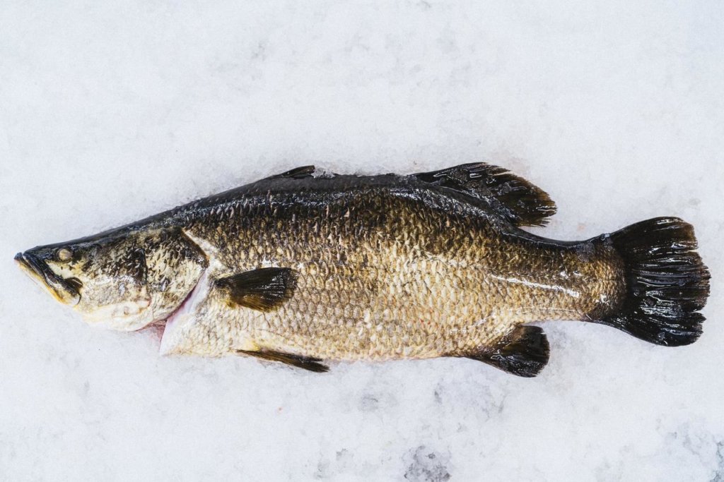 Barramundi fish on ice