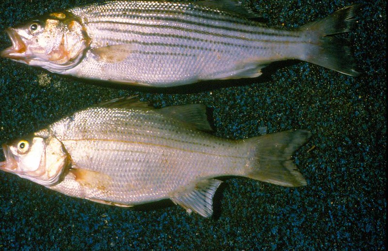 Comparing a true striped bass with a hybrid striped bass.