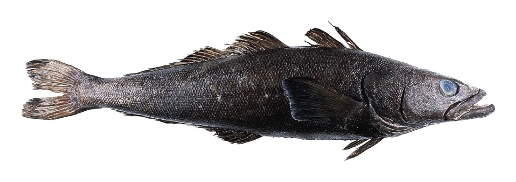 Chilean seabass or Patagonian toothfish