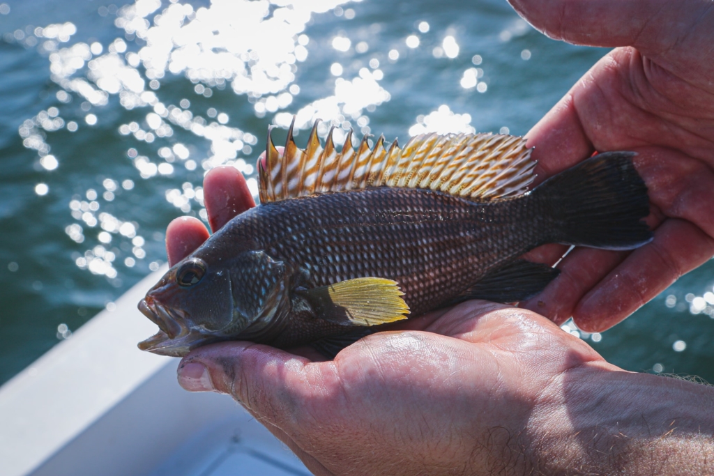 Hands holding a small black seabass. 